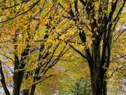 Maximiliansau 3ZKB 91qm 2.OG Links 2 Balkone Keller...