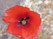 Mazet 3 pièces 50 m²