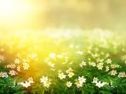 Médis 17600 Programme neuf terrain neuf à vendre