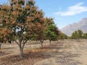 MEJOR PRECIO! Vendo fundo en producción! Olmos, Lambayeque