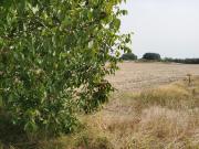 Meschers sur Gironde Vente Terrain 17