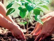 Metz Vente Duplex/triplex 57