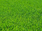 Mieussy Vente Terrain 74