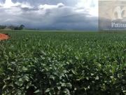 ML Fazendas VENDE 3.035 hect Chapadão do Céu GO | Pasto...