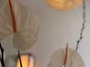 Modern, cosy and spacious typical Altbau home in prime...