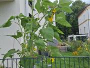 Moderne 3 Zimmer Wohnung mit Garten und Terrasse