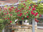 Modernes Reihenhaus in Tuttlingen zu verkaufen