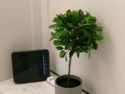 Monolocale arredato Flaminio, fleming, vigna clara,...