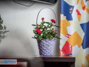 Monolocale arredato Forlanini, umbria, lodi, corvetto,...