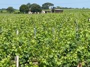 Montagne Saint Émilion Domaine viticole 8 Hectares,...