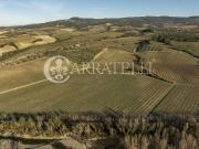 Montalcino azienda vitivinicola e olearia di circa 24...