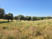 Monte Alentejano