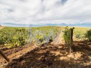 Monte Alentejano com Vinha em Produção sito em Vila de...