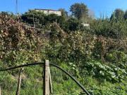 Monte S.Angelo Palazzina con ampio terreno a vigneto e bosco