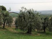 Montecchio Vendesi terreno agricolo con annesso da...