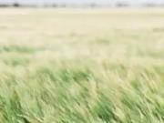 Montlouis sur Loire 37270 Programme neuf terrain neuf à...