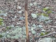 Moonshine Pass, Salem, MO 65560