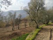 Moradia com terreno para recuperar em Cinfães