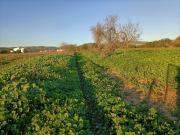 Moradia, Conceição e Estoi