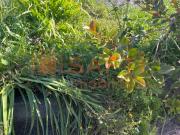 Moradia T2, Canhas, Ponta do Sol | BPI Expresso Imobiliário