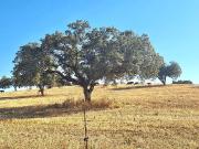 Moradia T2, Ervidel, Aljustrel | BPI Expresso Imobiliário