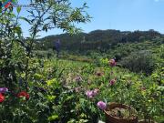 Moradia T2, Lorvão, Penacova | BPI Expresso Imobiliário