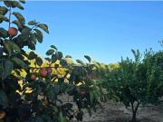 Moradia T4, Luz de Tavira e Santo Estêvão, Tavira | BPI...