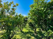 Moradia T7, Abrigada e Cabanas de Torres, Alenquer | BPI...