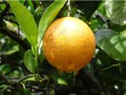 Moradia T5, Azeitão São Lourenço e São Simão, Setúbal |...