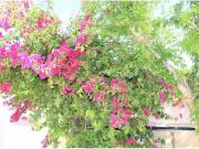 Moradia T8 em Lisboa