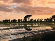 MORADIA V2 TO RENT ALCOCHETE