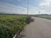 MQ 8161 SANTA PALOMBA RM, Rif.TP 23