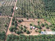 Mukim Jimah Bukit Pelandok Port Dickson Agri land