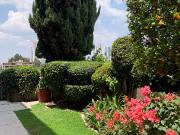 Muy buena casa en renta frente al Lomas Country Club Muy buena casa en renta frente al Lomas Country Club