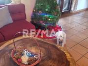 MVT Casa en renta Tetela del Monte Cuernavaca DV 31A91