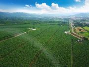 N03 Bananera en Venta Hacienda 100 hectáreas Manabí Calceta