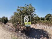 Não definido em Alpiarça, Alpiarça