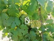 Não definido em Alpiarça, Alpiarça Não definido em Alpiarça, Alpiarça