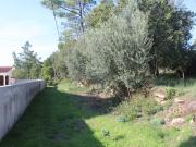 na Palheira/Carvalhais, Coimbra, Carvalhais