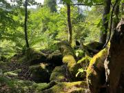 Naturjuwel mit Baugrund im Landschaftsschutzgebiet...