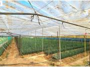 NAVE CON TERRENO E INVERNADERO