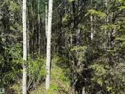 Ne W Of 4, Rural Athabasca County, AB, T0G 0R0 vacant...