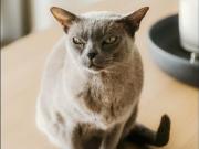 Near New, Fully Furnished Luxury Apartment