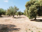 Negocio en venta en San Rafael del Rio / Sant Rafael del...