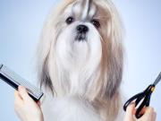 NEGOZIO ACCESSORI ANIMALI ANNUNCIO DI OGGI 11 OTTOBRE 24