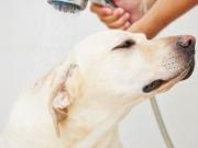 NEGOZIO ANIMALI PORTA GENOVA 130.000 POCO TRATTABILI NO...