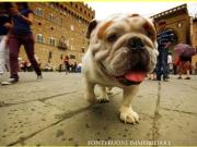 Negozio in affitto a Firenze