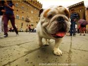 Negozio in affitto, Firenze piazza del duomo piazza...