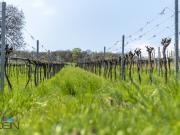 NEU+ TRAUMHAFTE BAUGRUNDSTÜCKE FÜR EINFAMILIEN...