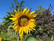 Neue 3 Zimmer Gartenwohnung in MATTIGHOFEN